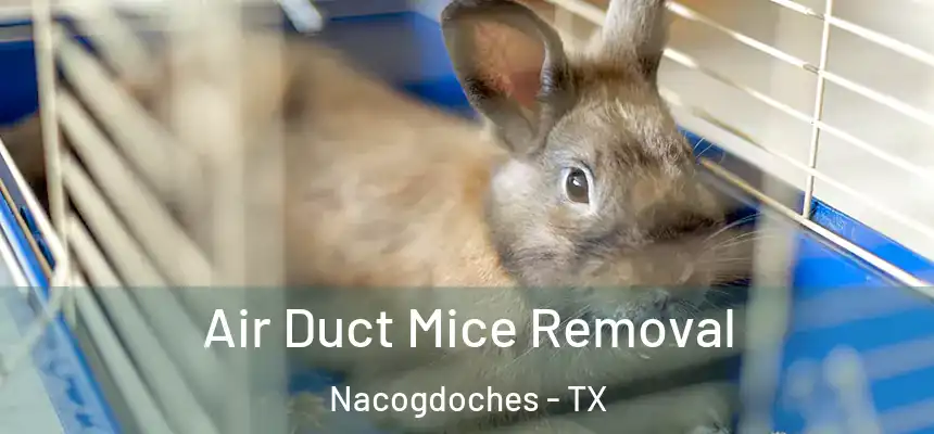  Air Duct Mice Removal Nacogdoches - TX